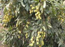 Litchi Tree at Ashram Campus